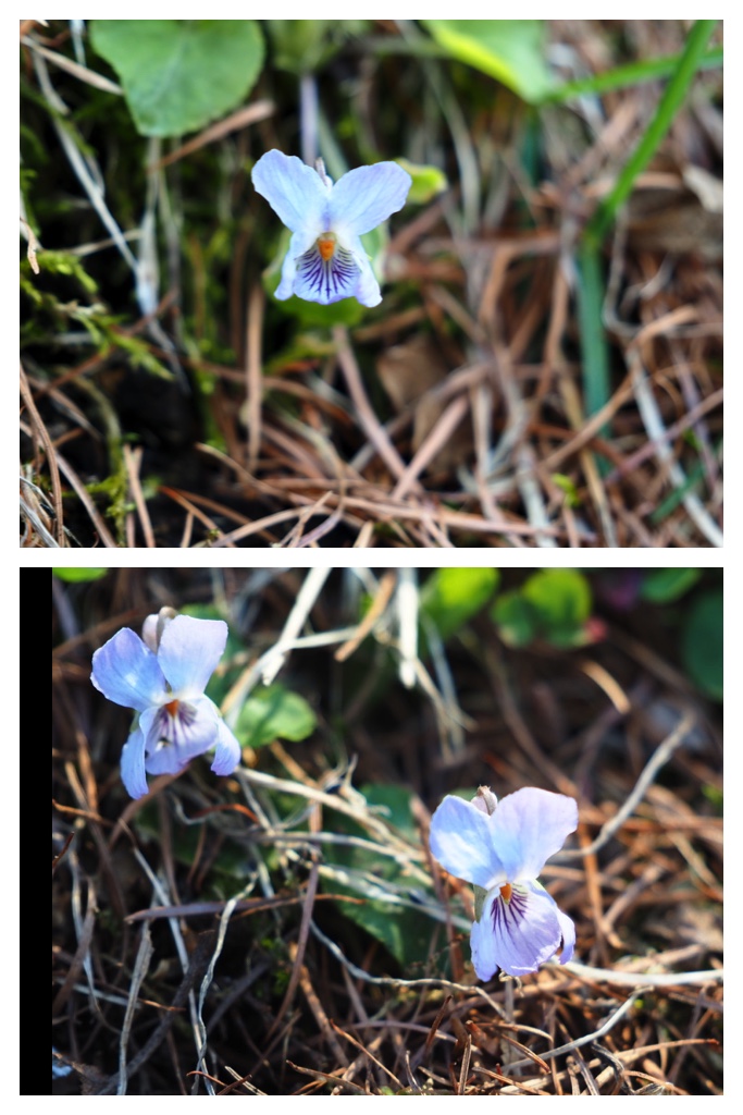 250501_Midorigaoka_7