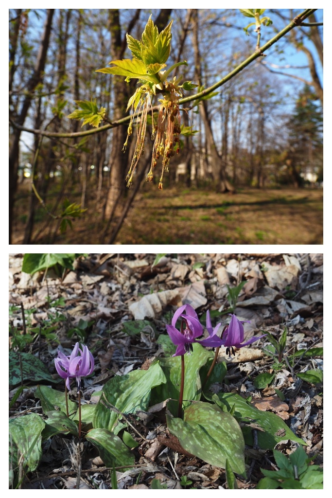250501_Midorigaoka_9