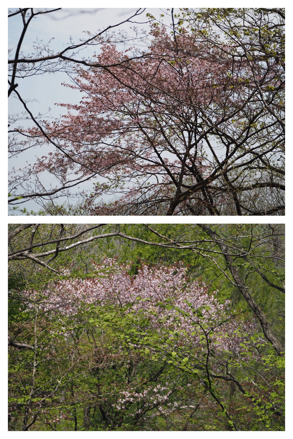 250509_Kunimiyama_25