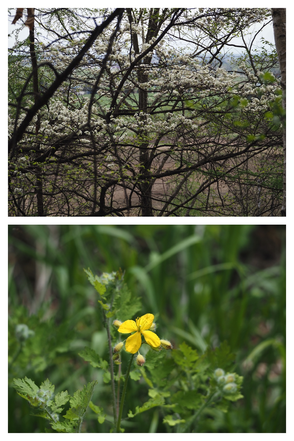 250509_Kunimiyama_26