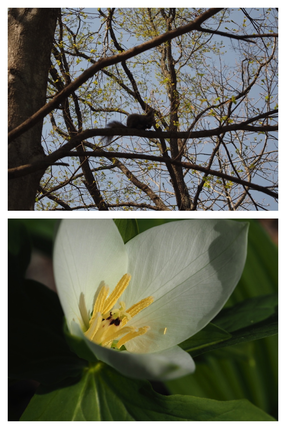 250509_Midorigaoka_3