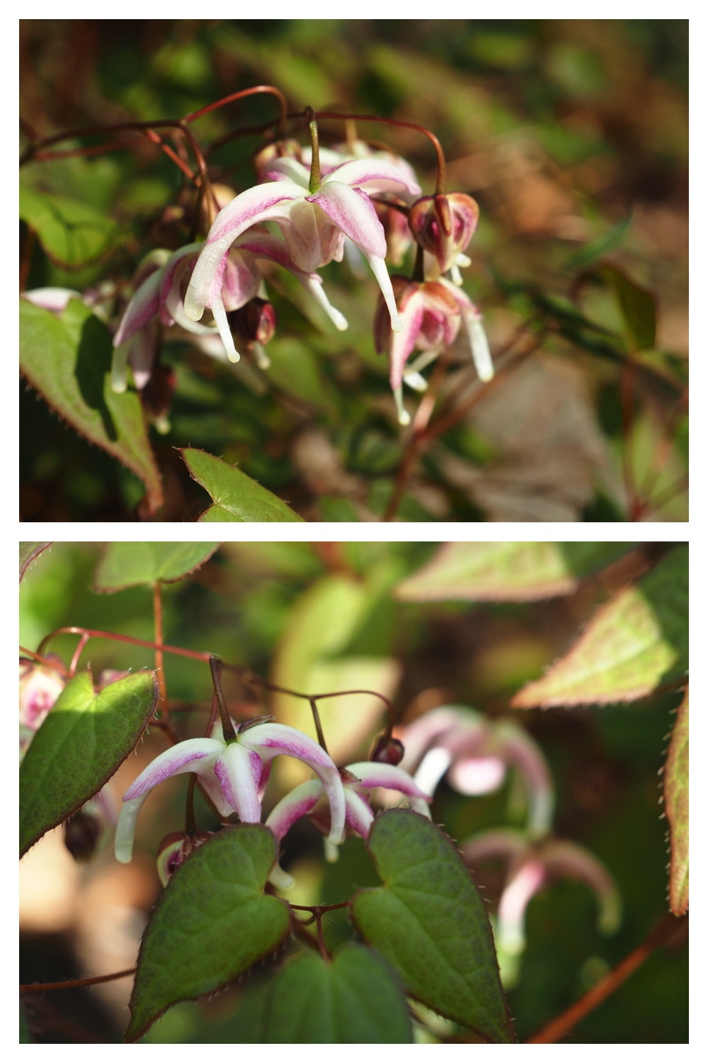 250509_Midorigaoka_7