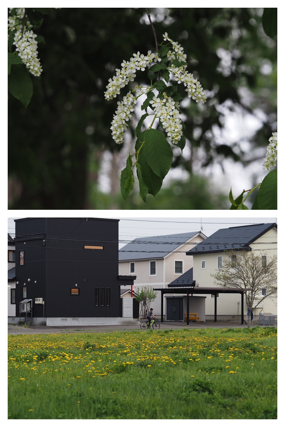 250513_Sakurasumire_23