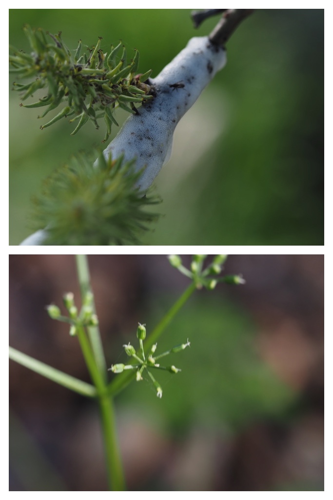 250520_Noukou-mori_13