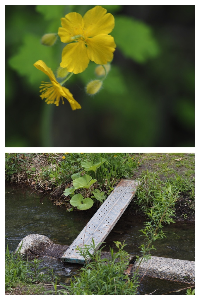 250520_Noukou-mori_18