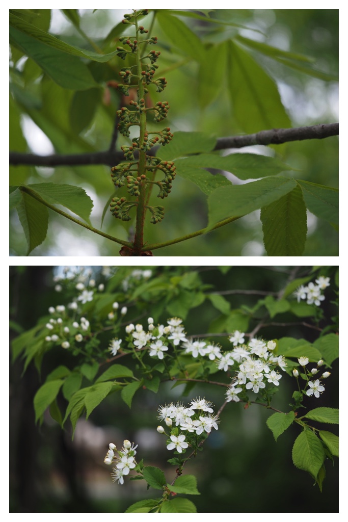 250520_Noukou-mori_21