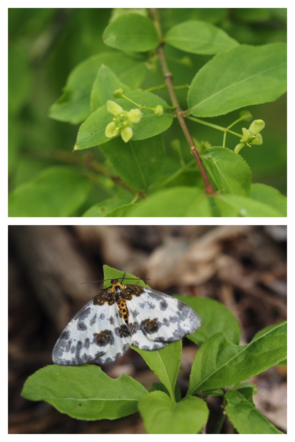 250522_Urikaigawa_11
