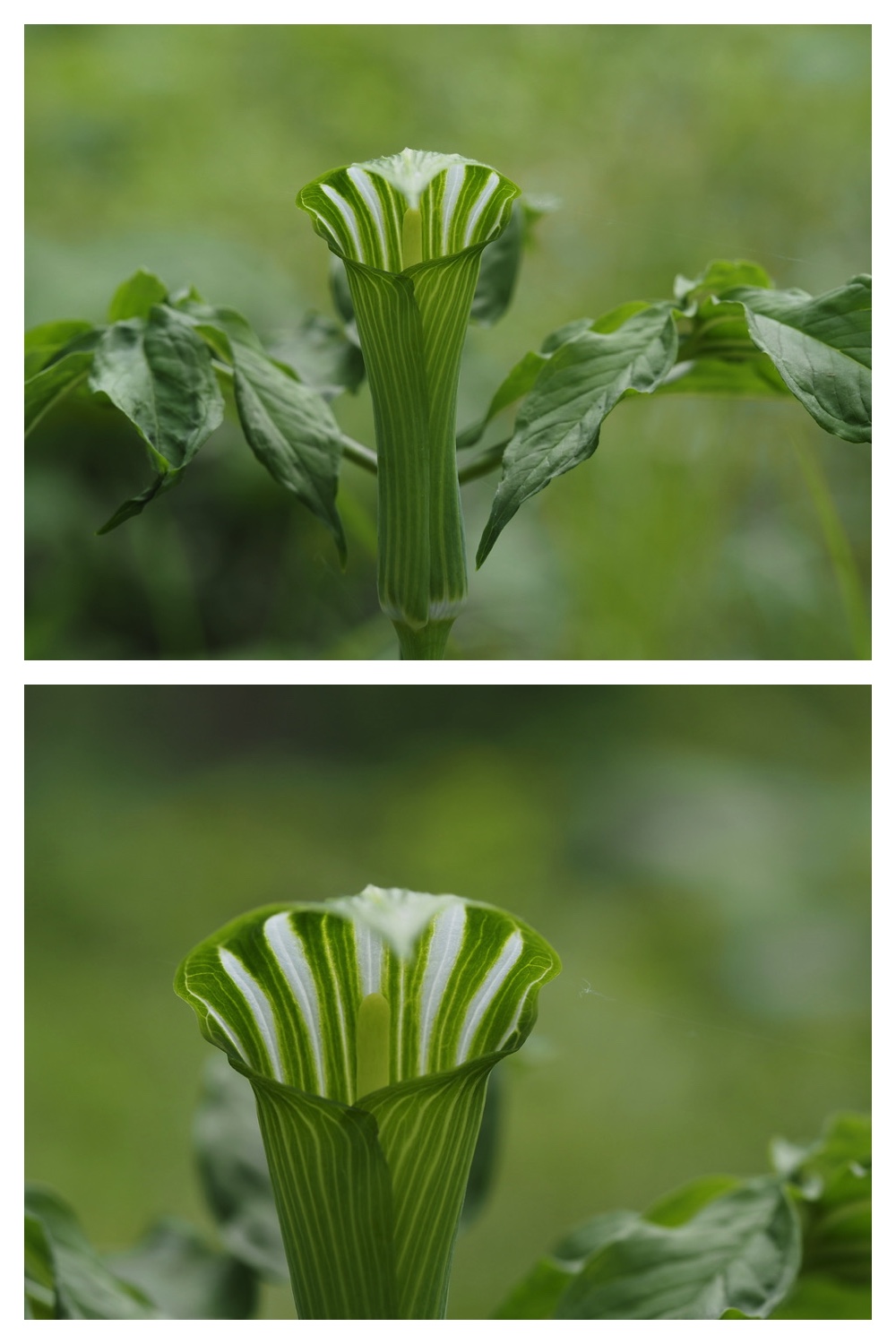 250522_Urikaigawa_13