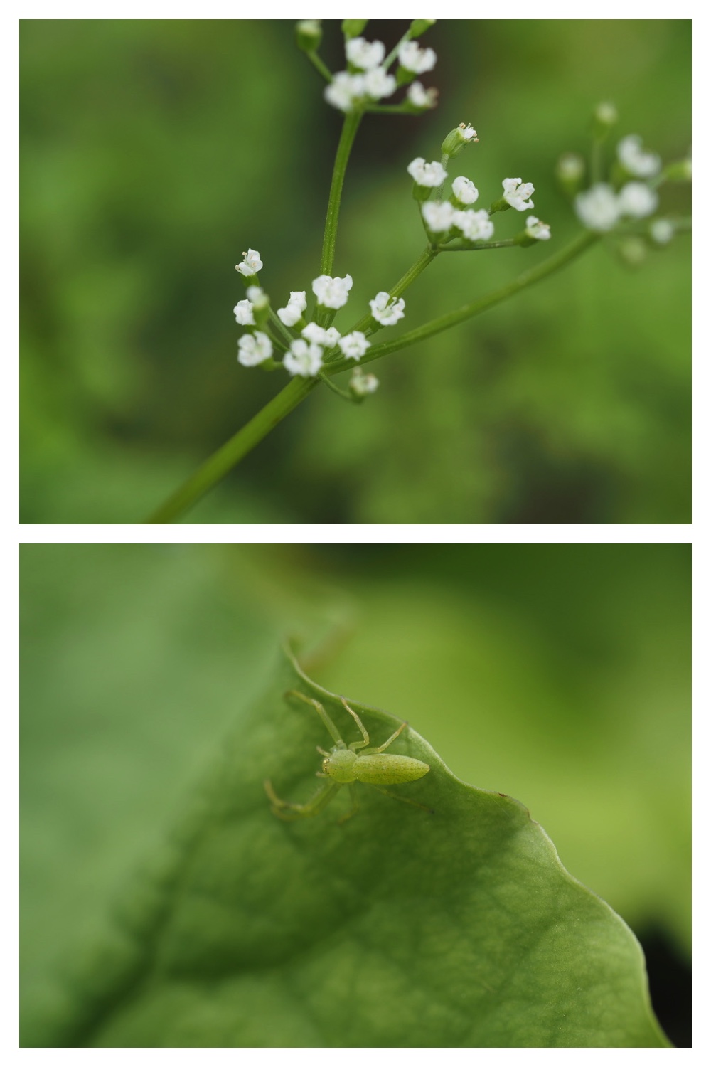 250522_Urikaigawa_15
