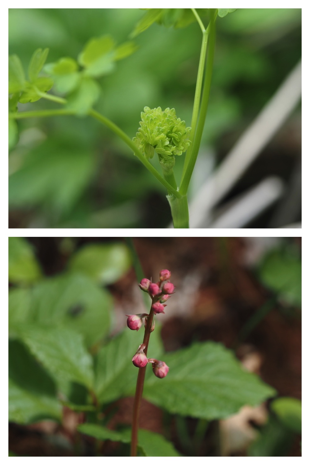 250522_Urikaigawa_20
