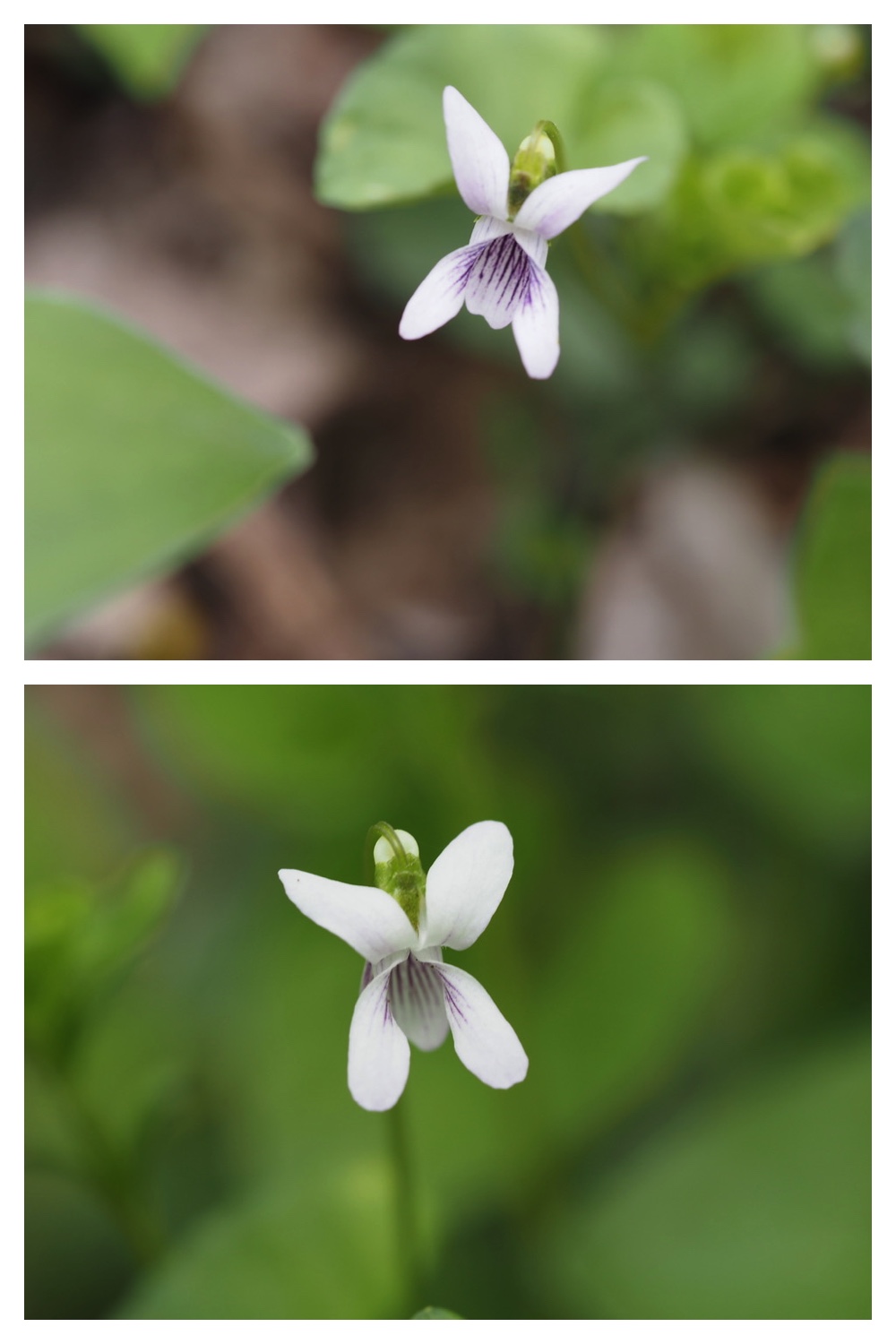 250522_Urikaigawa_5