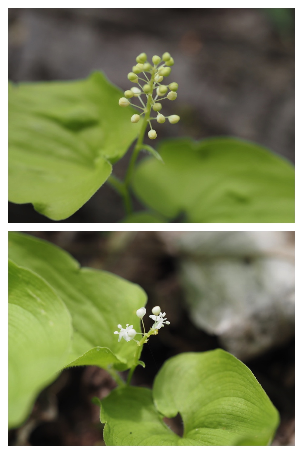 250522_Urikaigawa_7