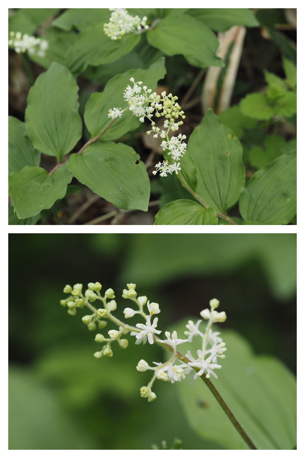 250522_Urikaigawa_9