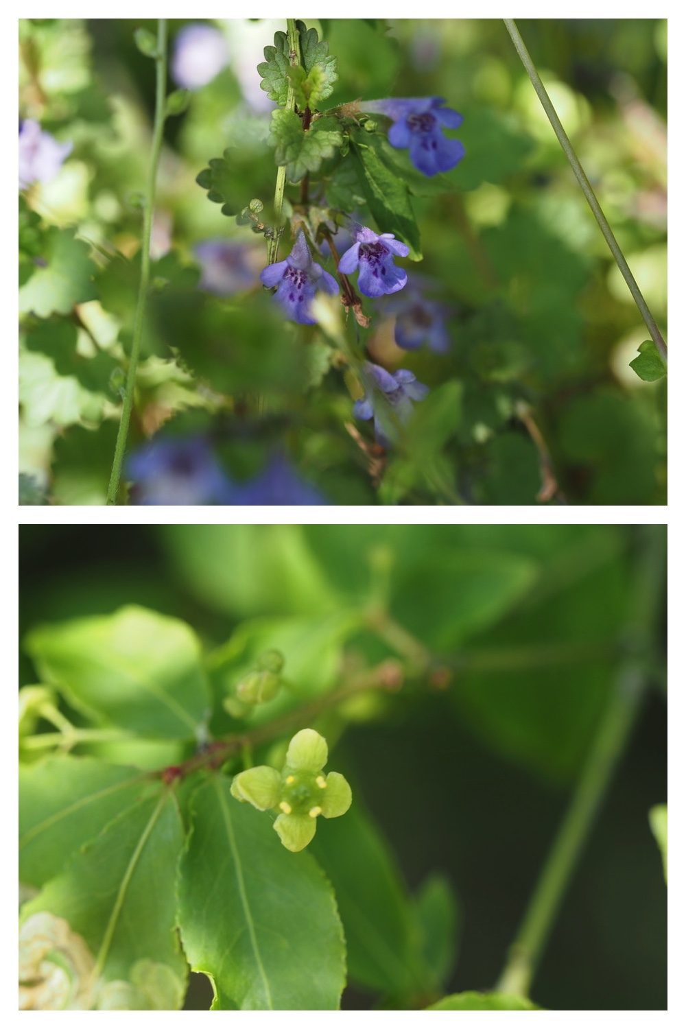 250523_Hasshounochi_16