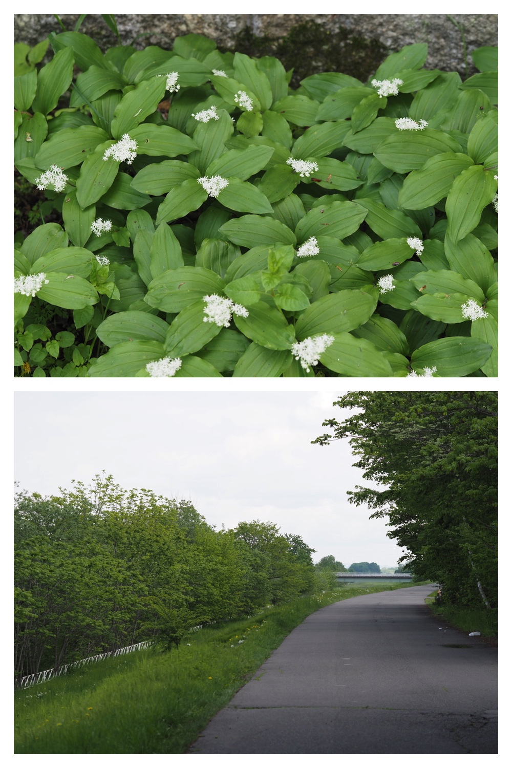 250523_Obihiro-jinja_11