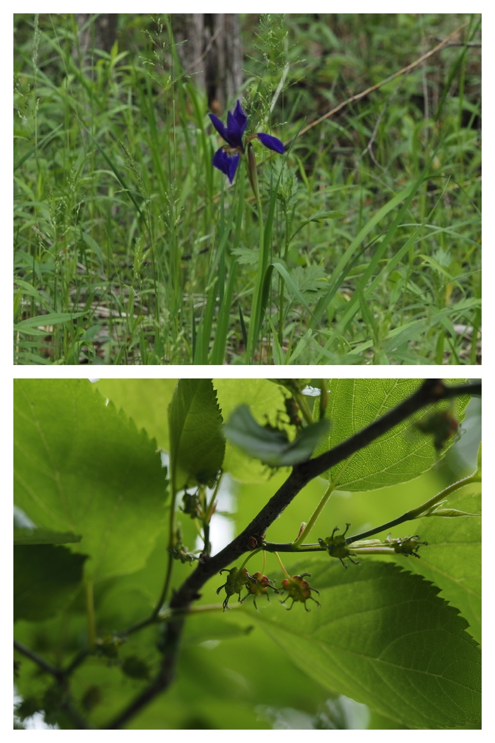 250531_Plant-survey_14