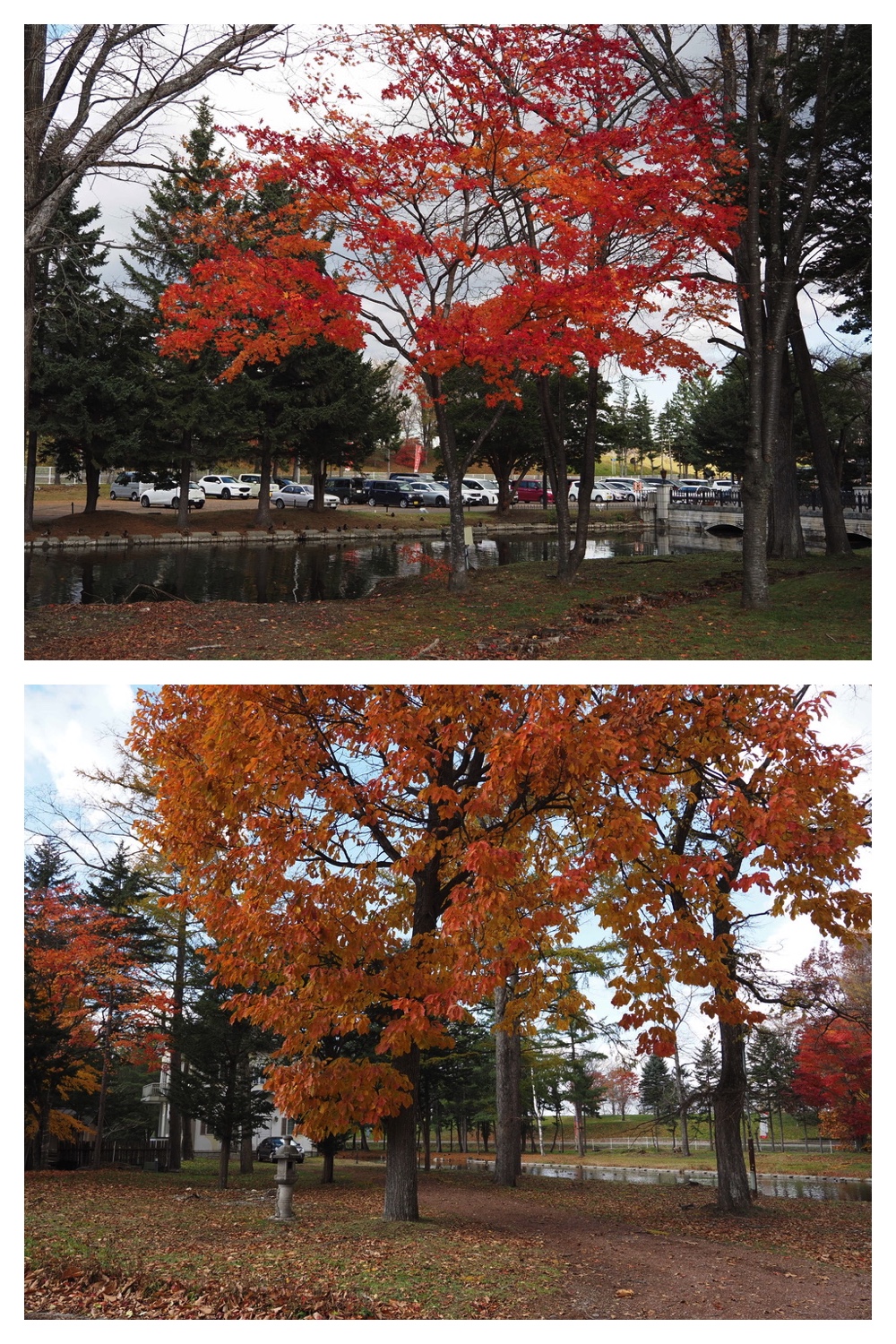 251103_Satsunai-garden_1