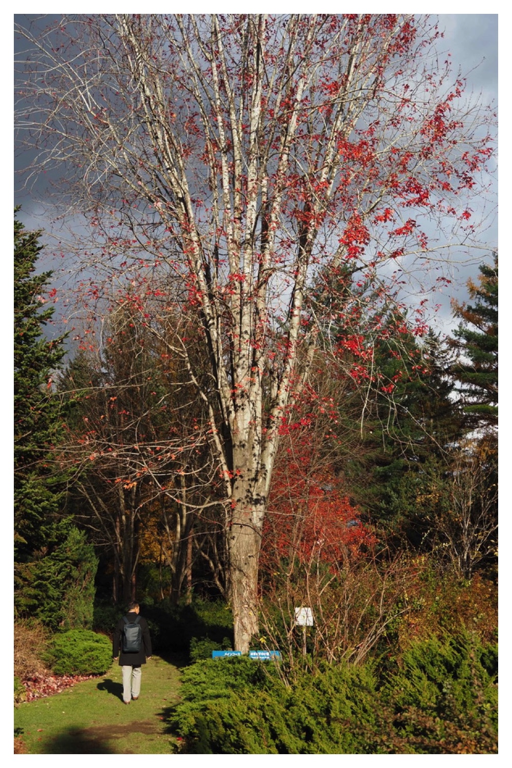 251103_Satsunai-garden_10