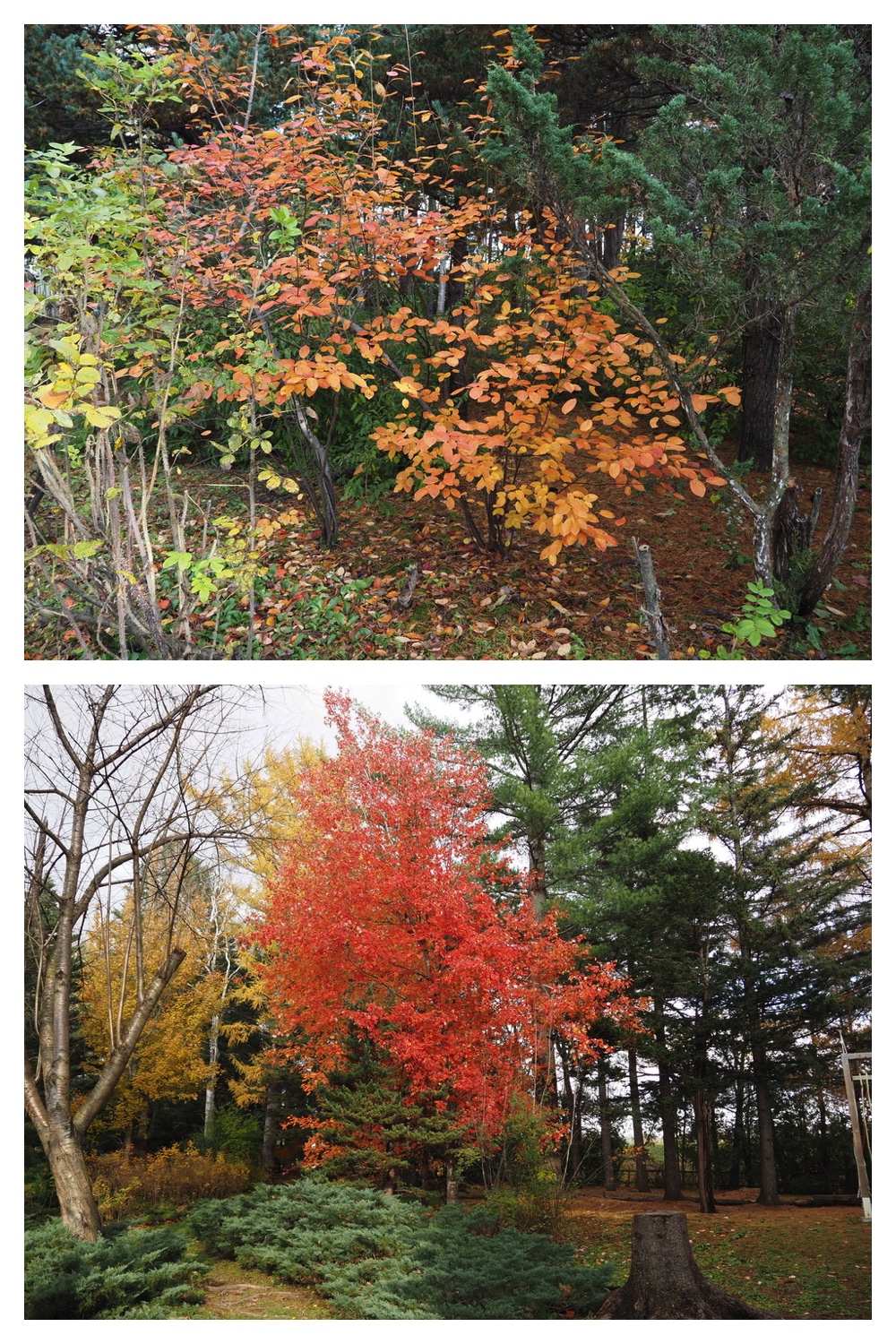 251103_Satsunai-garden_11