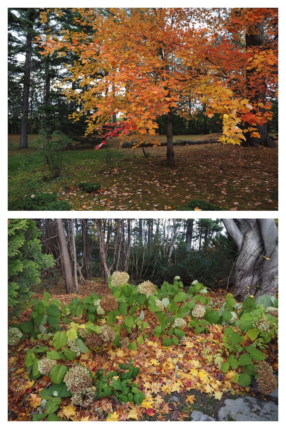 251103_Satsunai-garden_12