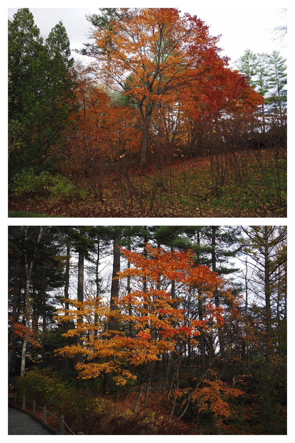 251103_Satsunai-garden_14