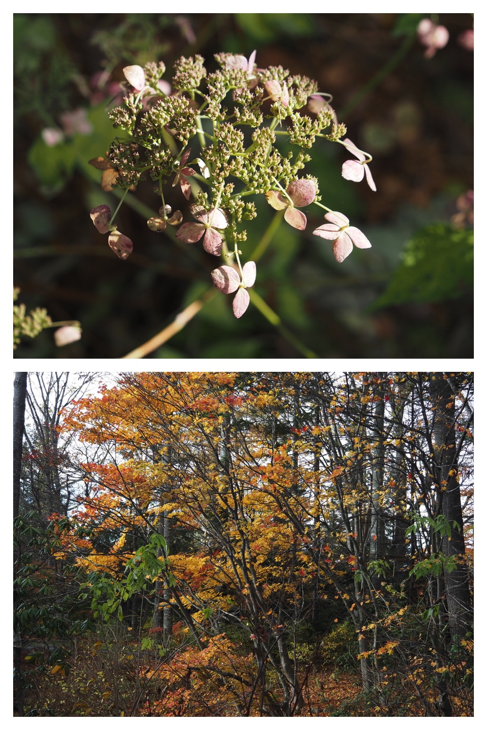 251103_Satsunai-garden_17