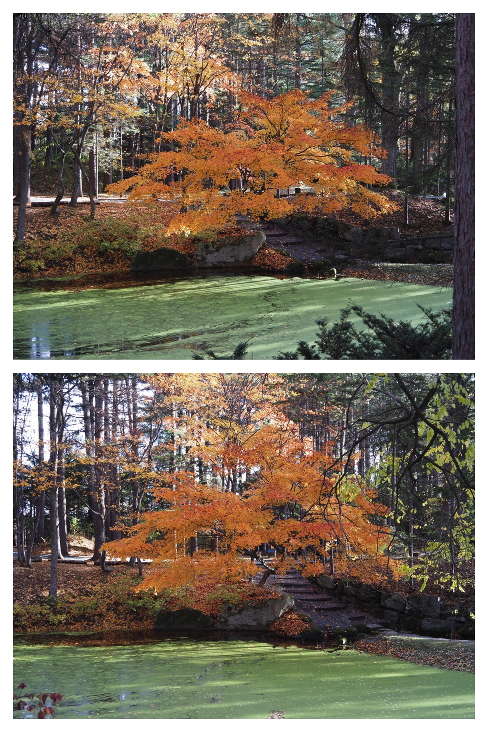 251103_Satsunai-garden_19