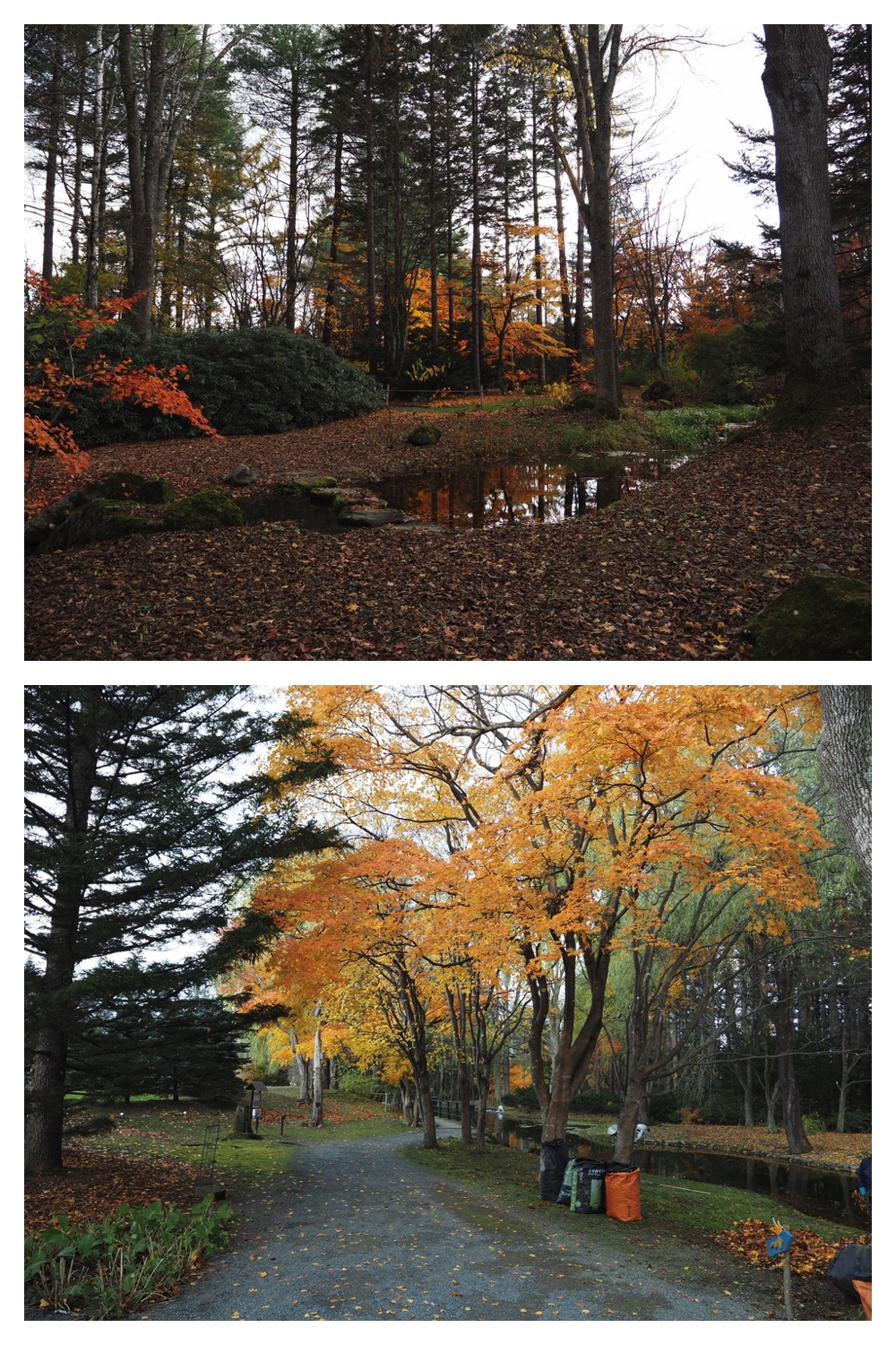 251103_Satsunai-garden_22