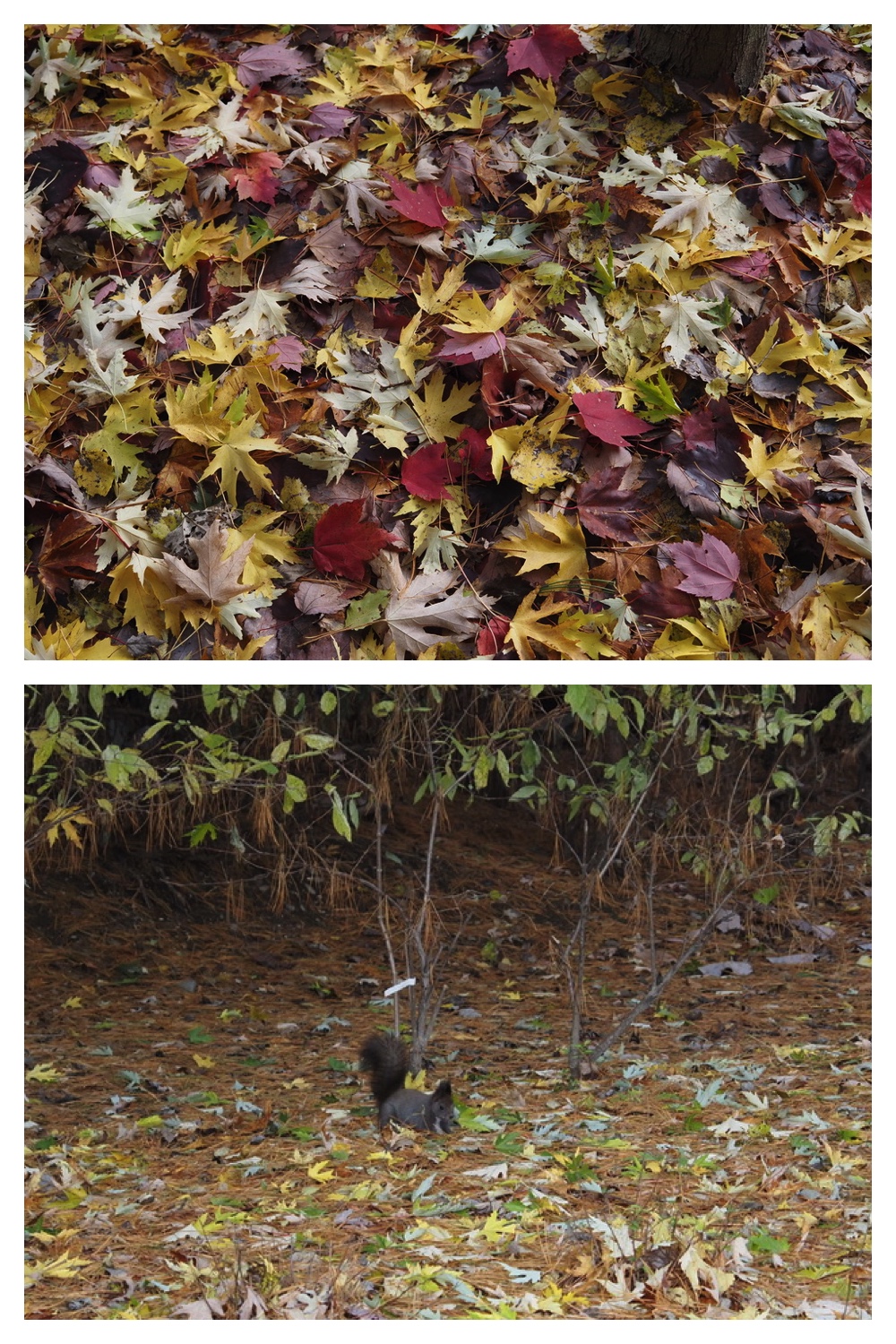 251103_Satsunai-garden_25