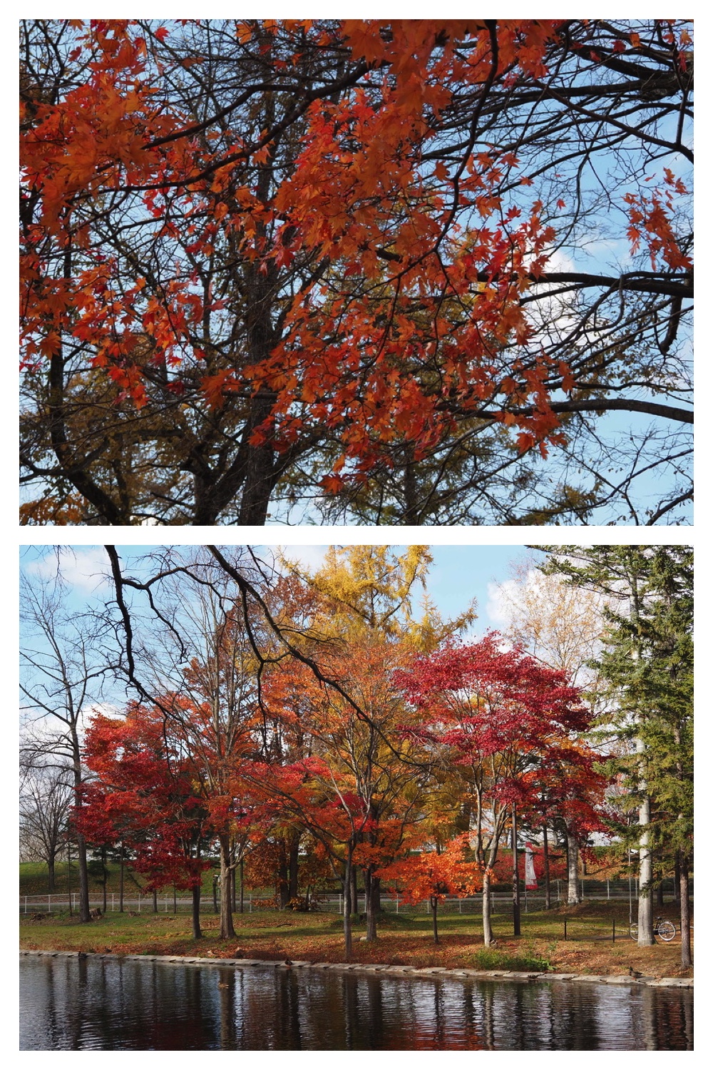 251103_Satsunai-garden_3