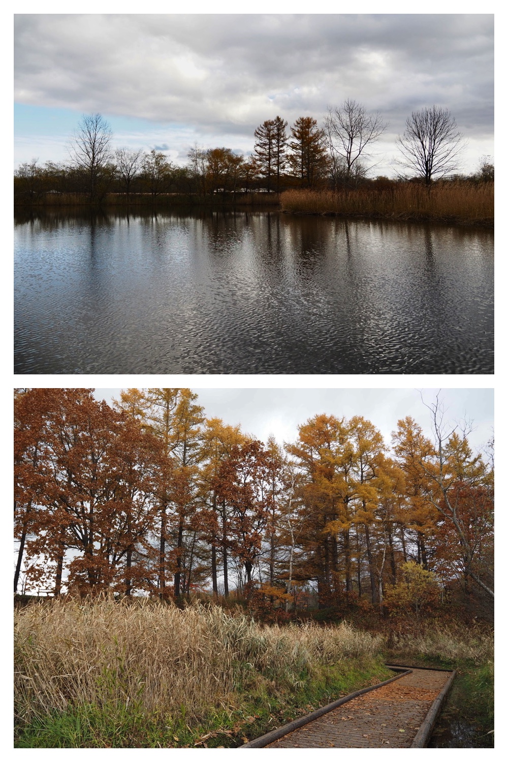 251103_Satsunai-garden_6