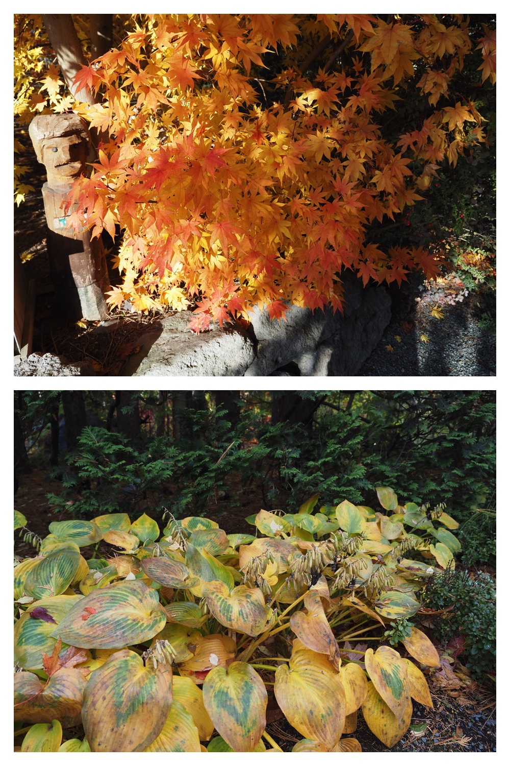 251103_Satsunai-garden_7