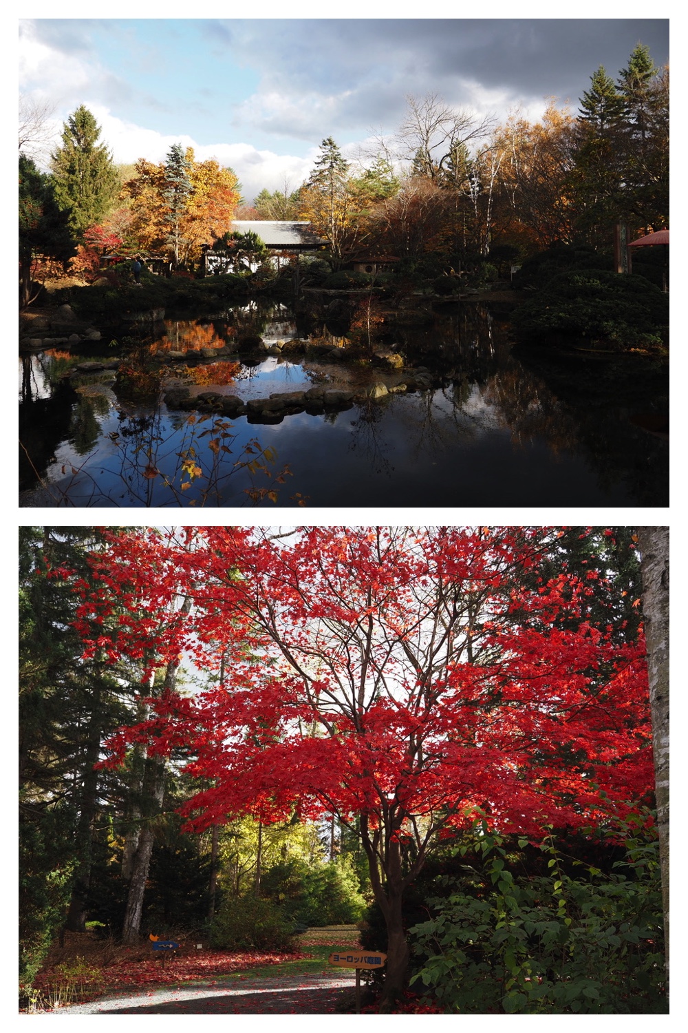 251103_Satsunai-garden_8