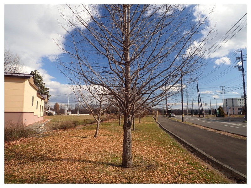 251115_Kankyou-kouryuukai_1