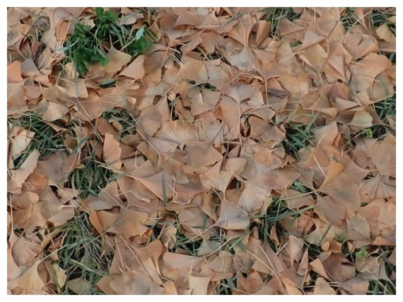 251115_Kankyou-kouryuukai_2