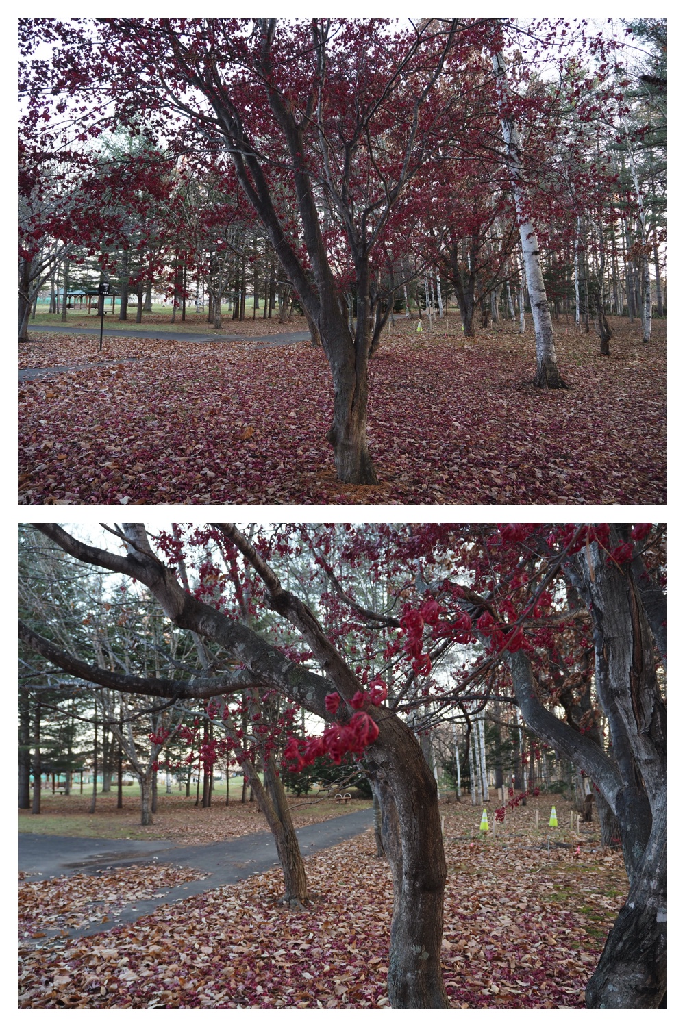 251116_Urikaigawa_14