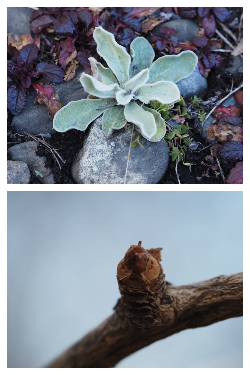 251121_Macro-plants_1