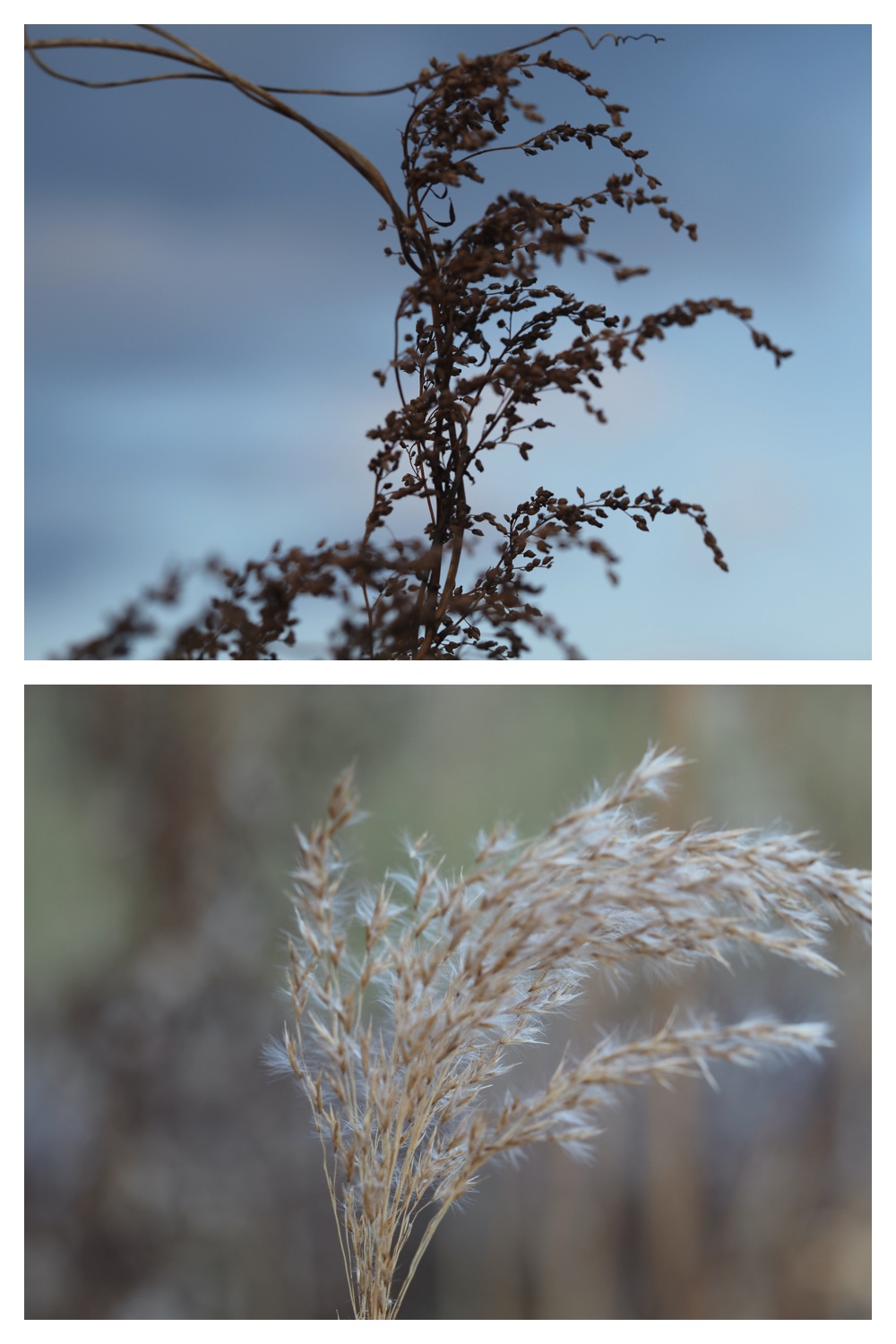 251121_Macro-plants_11