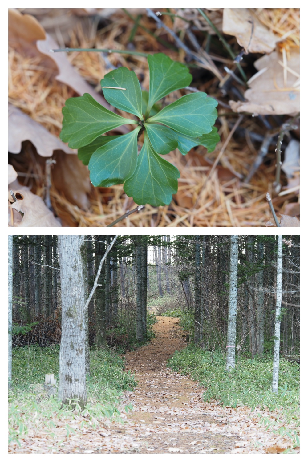 251121_Macro-plants_14