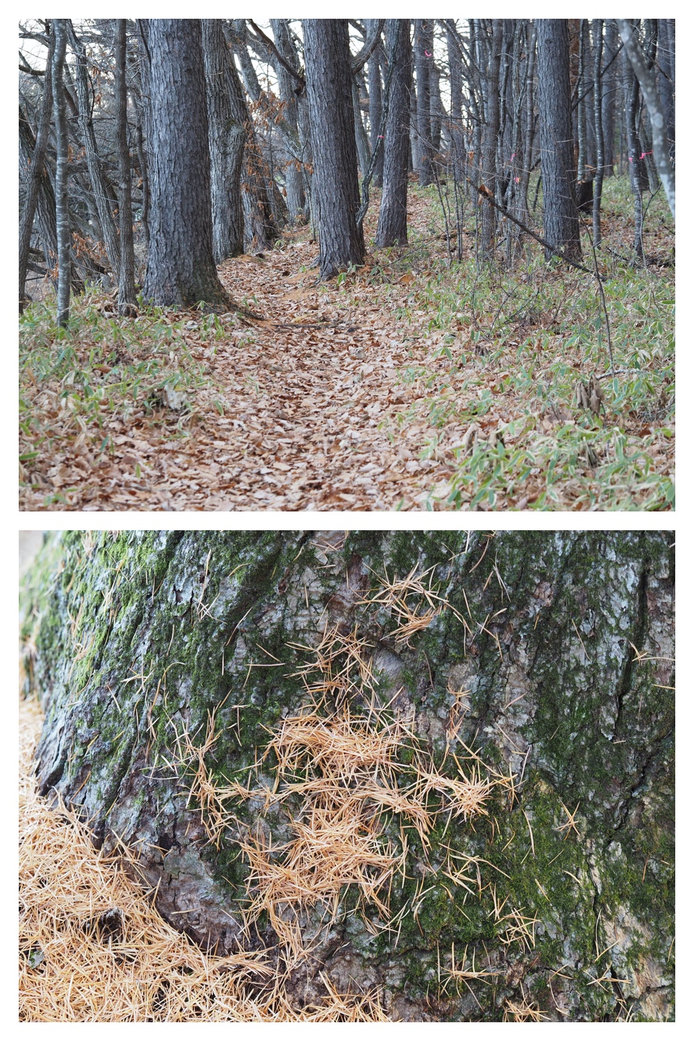 251121_Macro-plants_15