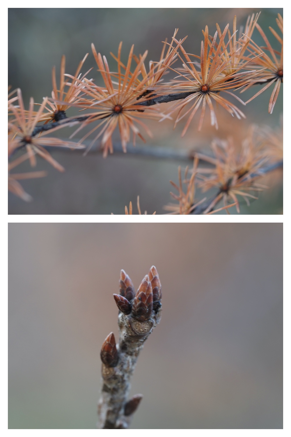 251121_Macro-plants_17