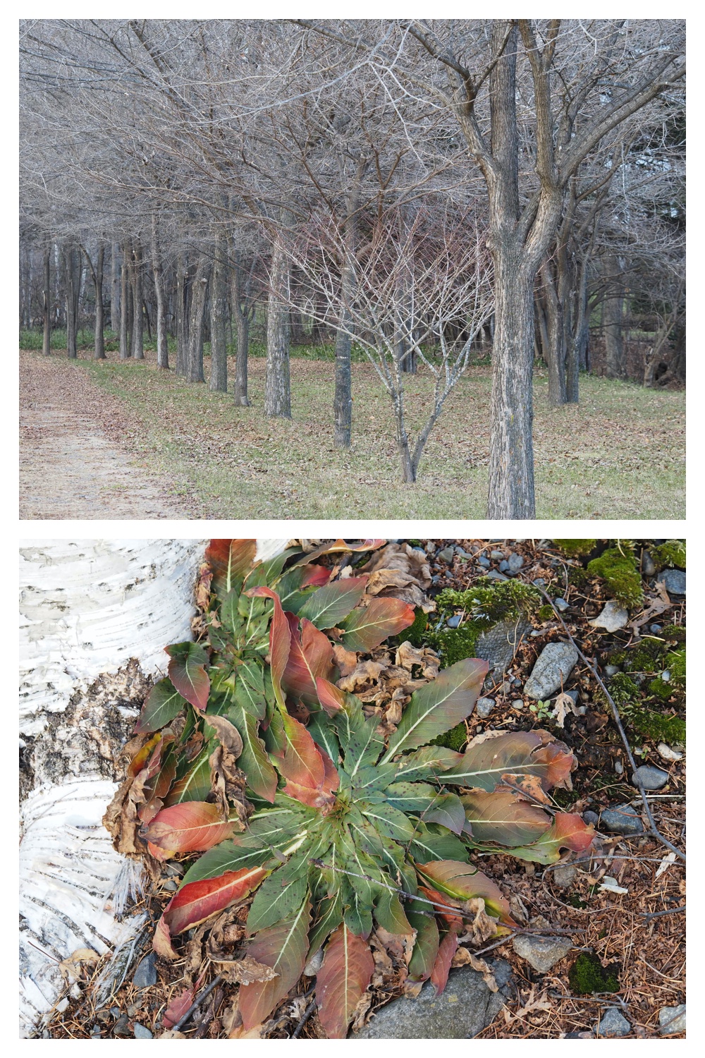 251121_Macro-plants_6