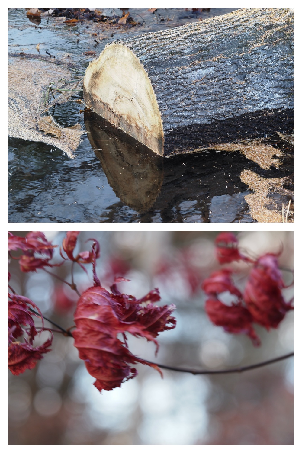 251121_Macro-plants_7