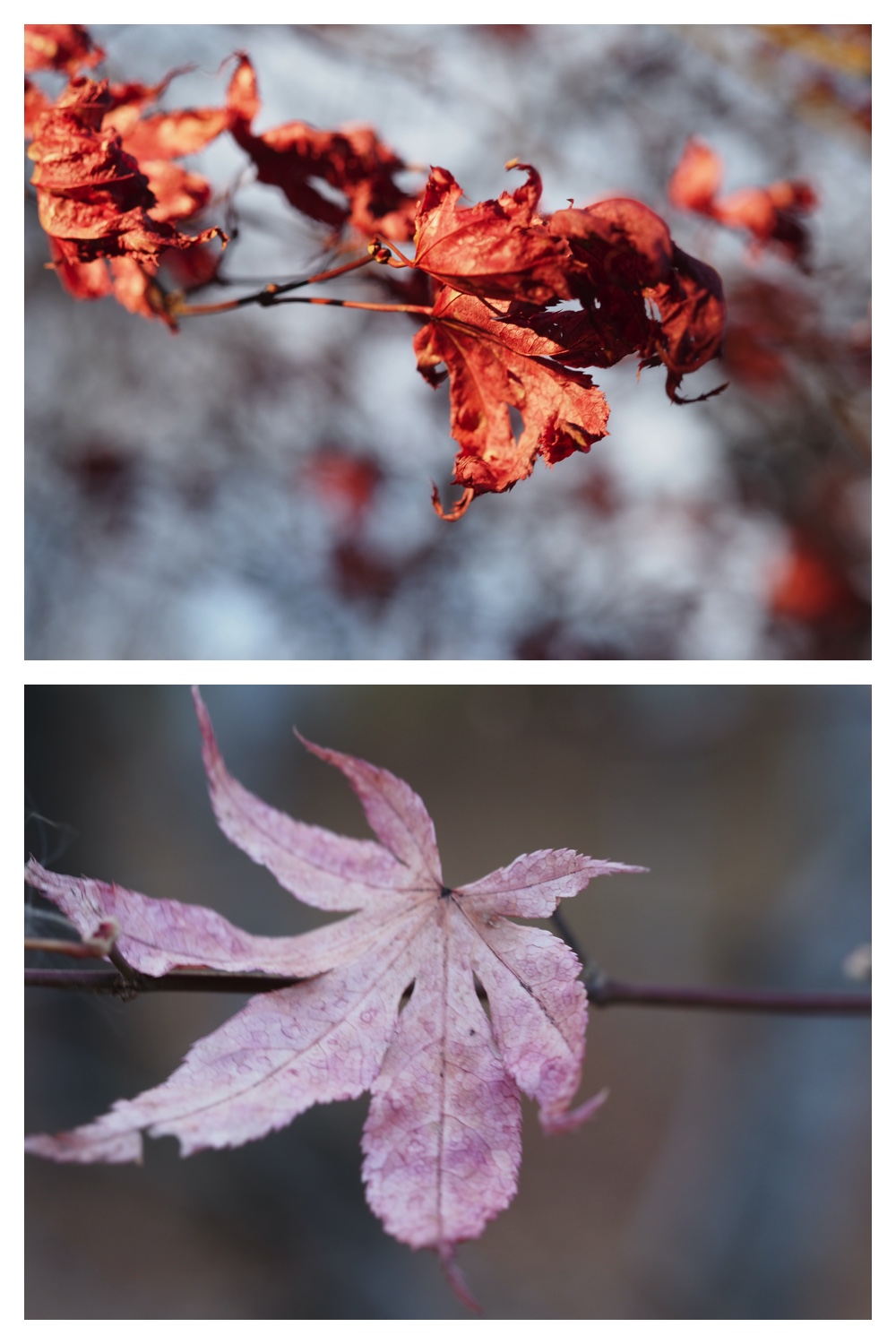 251121_Macro-plants_8