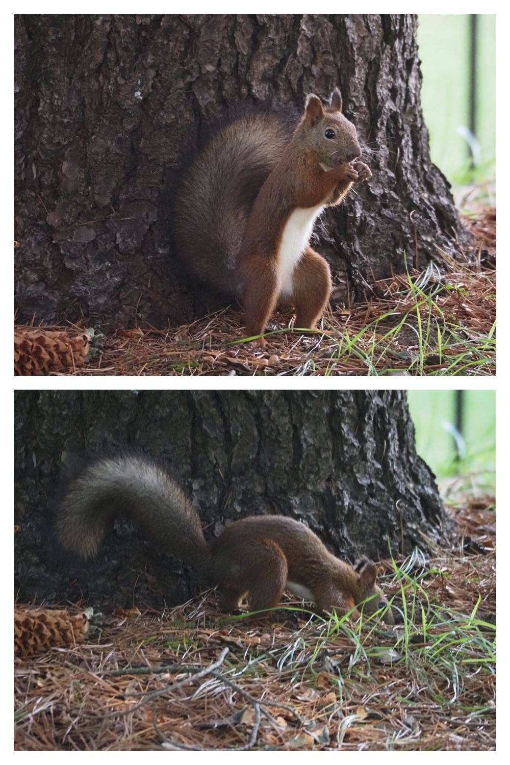 251005_Ezorisunokai_10