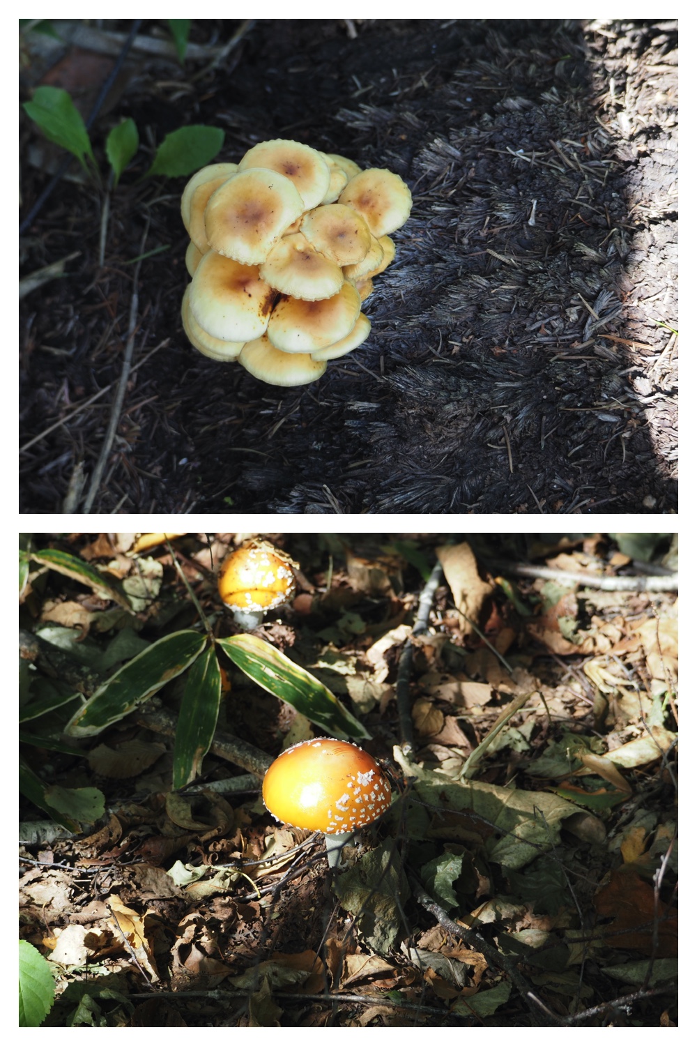 251005_Ezorisunokai_17