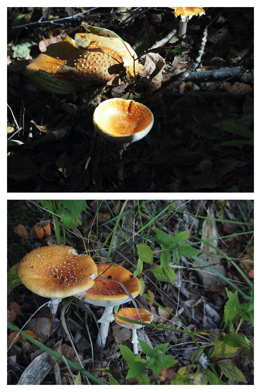 251005_Ezorisunokai_18