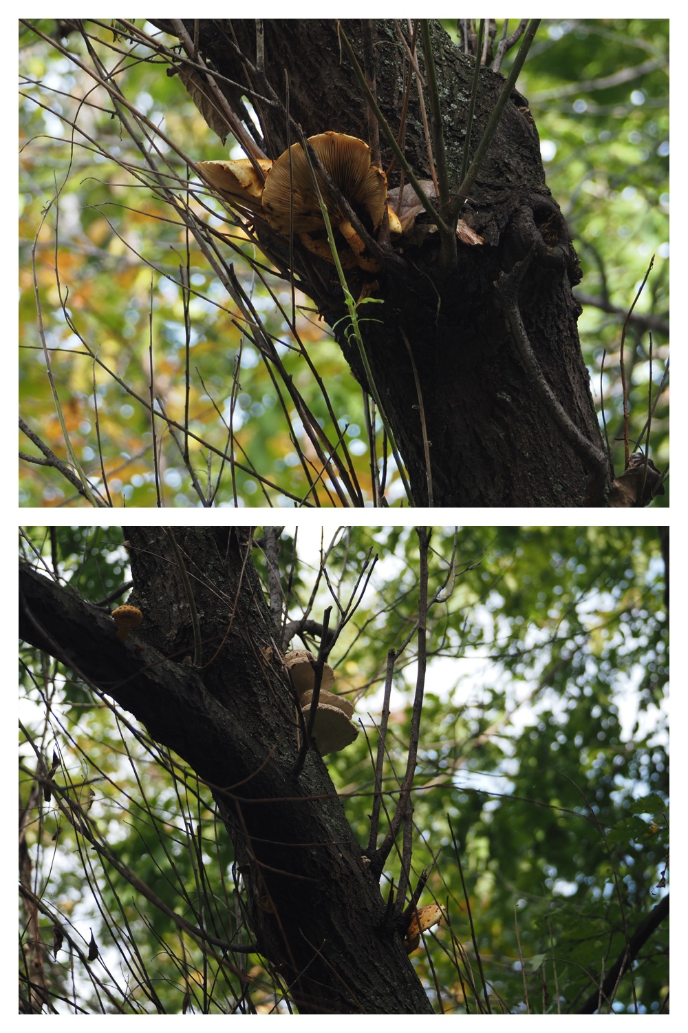 251005_Ezorisunokai_19