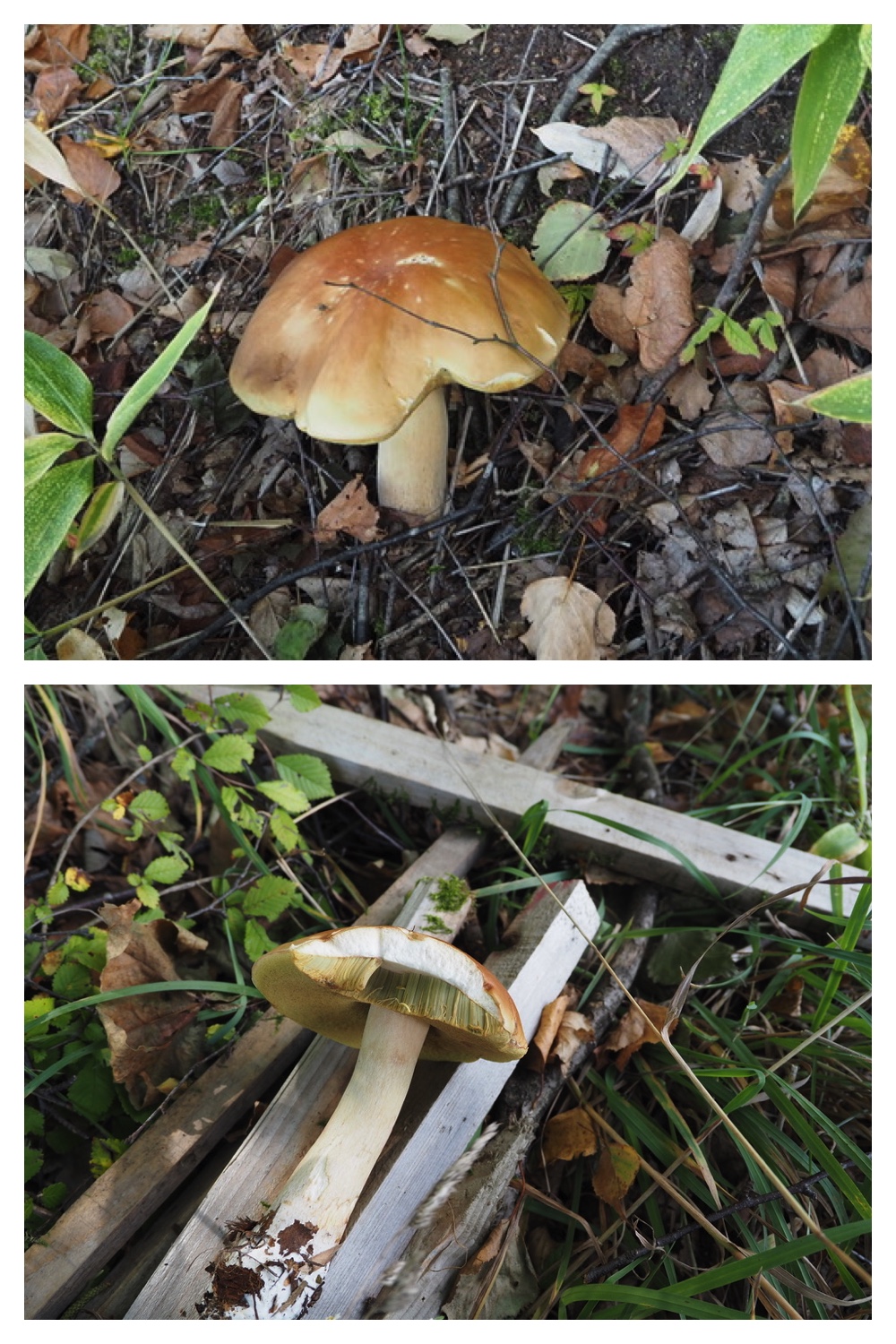 251005_Ezorisunokai_20