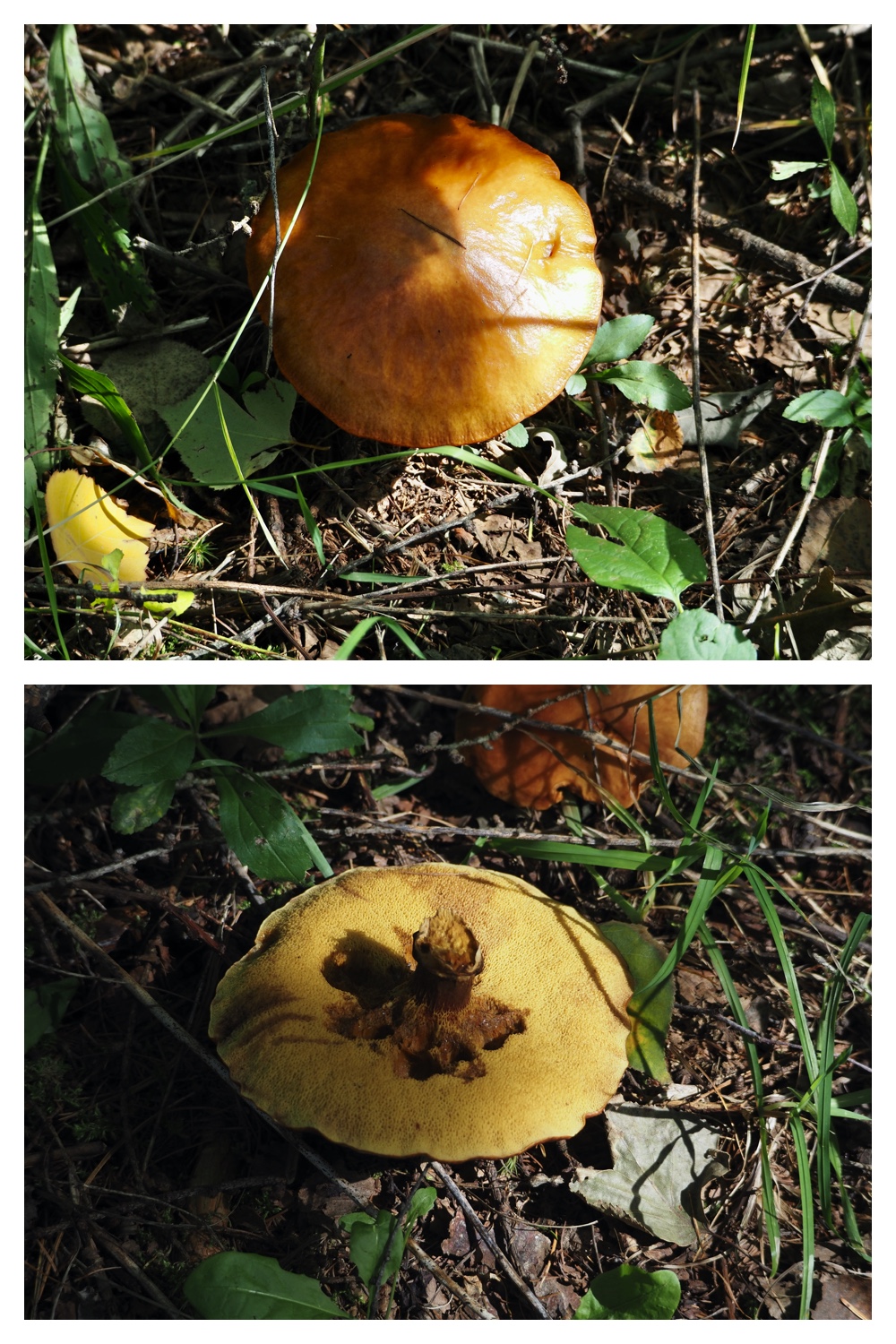 251005_Ezorisunokai_21